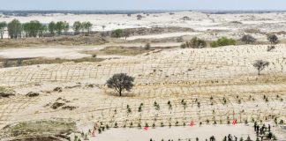 Cina: Tongliao sviluppa progetto di lotta alla desertificazione (2)