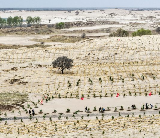 Cina: Tongliao sviluppa progetto di lotta alla desertificazione (2)