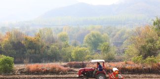 Cina: rapporto prevede aumento offerta di cereali, principali prodotti agricoli nel 2026