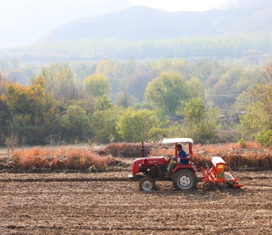 Cina: rapporto prevede aumento offerta di cereali, principali prodotti agricoli nel 2026