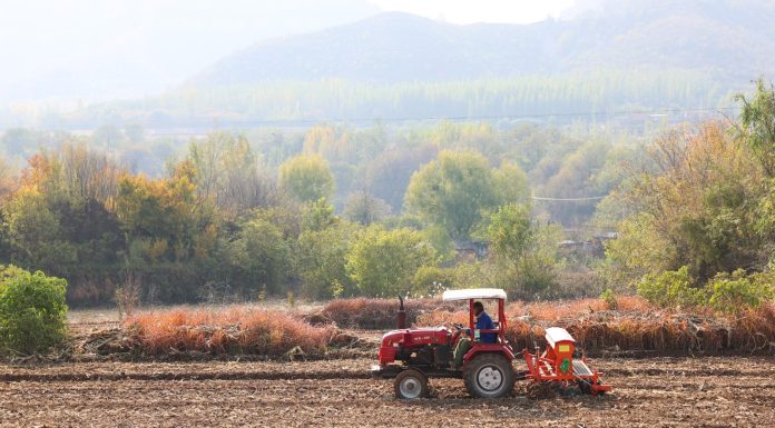 Cina: rapporto prevede aumento offerta di cereali, principali prodotti agricoli nel 2026