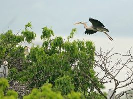 Cina: gli abitanti di Dazizui si impegnano per la tutela degli aironi cenerini (1)