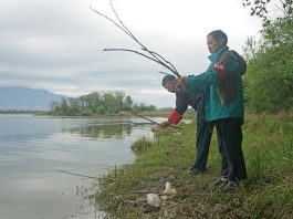 Cina: gli abitanti di Dazizui si impegnano per la tutela degli aironi cenerini (2)
