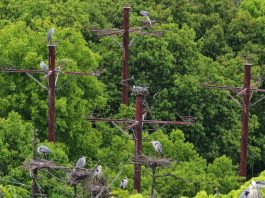 Cina: gli abitanti di Dazizui si impegnano per la tutela degli aironi cenerini (3)