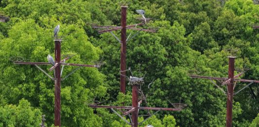 Cina: gli abitanti di Dazizui si impegnano per la tutela degli aironi cenerini (3)