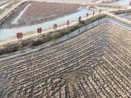 Cina: Xuyi sviluppa la coltivazione integrata di riso e gamberi di fiume (1)