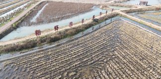 Cina: Xuyi sviluppa la coltivazione integrata di riso e gamberi di fiume (1)