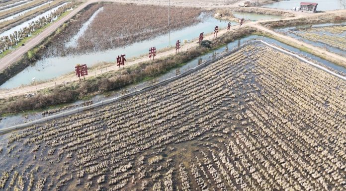 Cina: Xuyi sviluppa la coltivazione integrata di riso e gamberi di fiume (1)