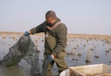 Cina: Xuyi sviluppa la coltivazione integrata di riso e gamberi di fiume (3)