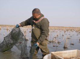 Cina: Xuyi sviluppa la coltivazione integrata di riso e gamberi di fiume (3)