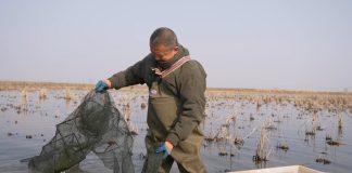 Cina: Xuyi sviluppa la coltivazione integrata di riso e gamberi di fiume (3)