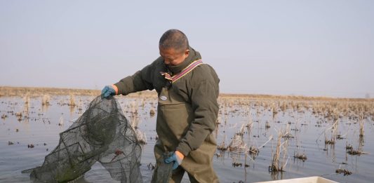 Cina: Xuyi sviluppa la coltivazione integrata di riso e gamberi di fiume (3)