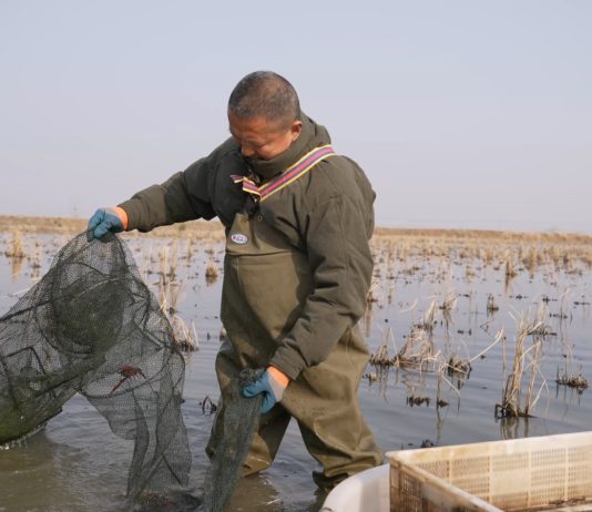 Cina: Xuyi sviluppa la coltivazione integrata di riso e gamberi di fiume (3)