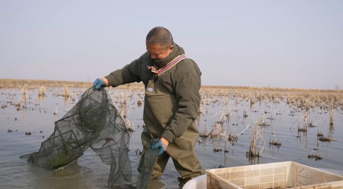 Cina: Xuyi sviluppa la coltivazione integrata di riso e gamberi di fiume (3)