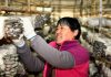 Cina: Shandong, coltivazione di funghi favorisce rivitalizzazione rurale (1)
