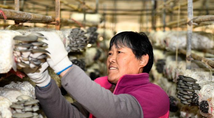 Cina: Shandong, coltivazione di funghi favorisce rivitalizzazione rurale (1)