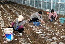 Cina: Shandong, coltivazione di funghi favorisce rivitalizzazione rurale (2)