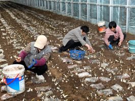 Cina: Shandong, coltivazione di funghi favorisce rivitalizzazione rurale (2)