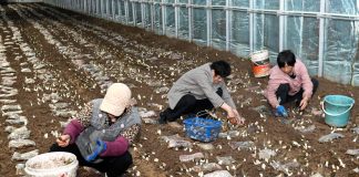 Cina: Shandong, coltivazione di funghi favorisce rivitalizzazione rurale (2)