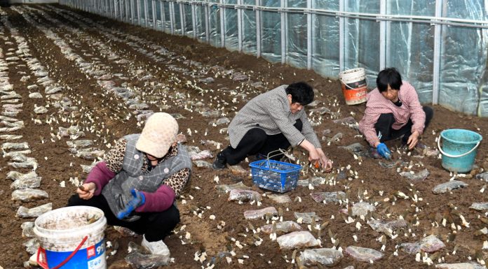 Cina: Shandong, coltivazione di funghi favorisce rivitalizzazione rurale (2)