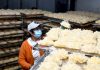 Cina: Shandong, coltivazione di funghi favorisce rivitalizzazione rurale (3)