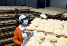 Cina: Shandong, coltivazione di funghi favorisce rivitalizzazione rurale (3)