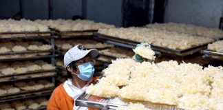 Cina: Shandong, coltivazione di funghi favorisce rivitalizzazione rurale (3)