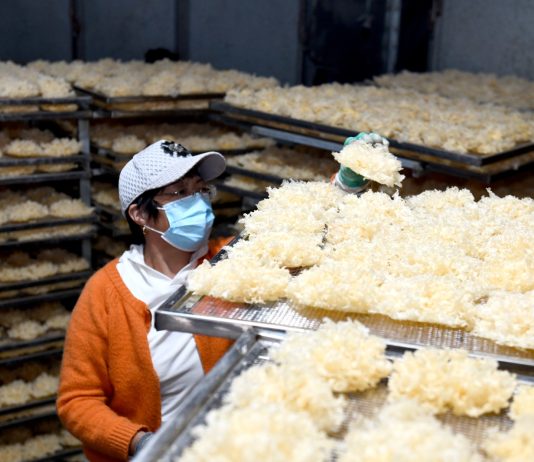 Cina: Shandong, coltivazione di funghi favorisce rivitalizzazione rurale (3)