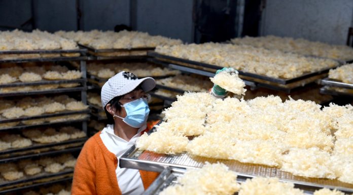 Cina: Shandong, coltivazione di funghi favorisce rivitalizzazione rurale (3)