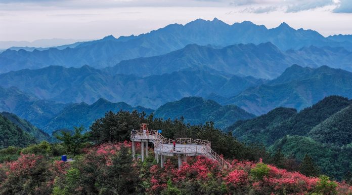 Cina: azalee alpine rilanciano il turismo rurale nello Zhejiang (1)