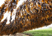 Cina: Xiapu nel pieno della raccolta del kelp (1)