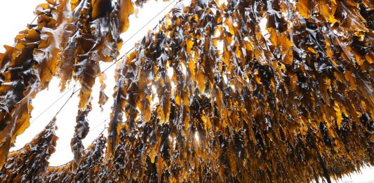 Cina: Xiapu nel pieno della raccolta del kelp (1)