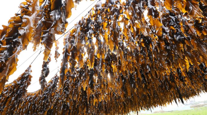 Cina: Xiapu nel pieno della raccolta del kelp (1)