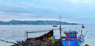 Cina: Xiapu nel pieno della raccolta del kelp (2)