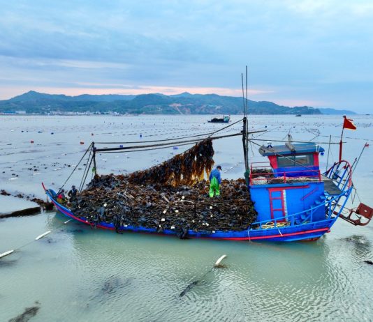 Cina: Xiapu nel pieno della raccolta del kelp (2)