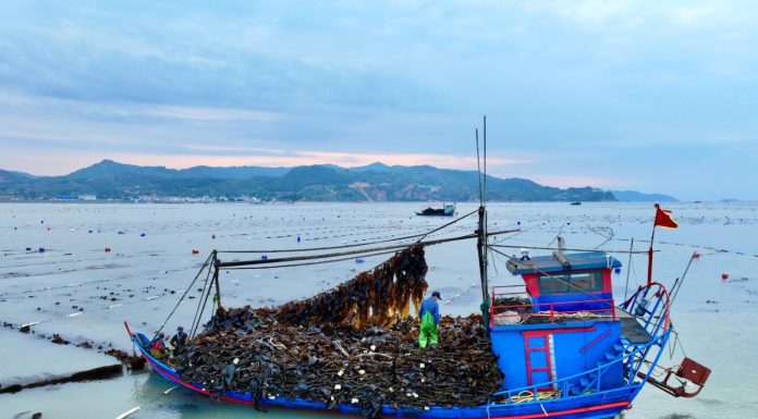 Cina: Xiapu nel pieno della raccolta del kelp (2)