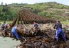 Cina: Xiapu nel pieno della raccolta del kelp (3)