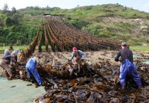 Cina: Xiapu nel pieno della raccolta del kelp (3)