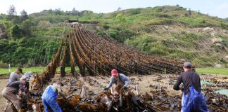 Cina: Xiapu nel pieno della raccolta del kelp (3)