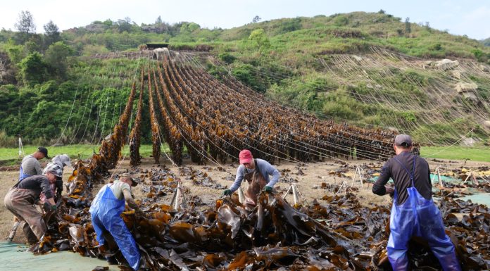 Cina: Xiapu nel pieno della raccolta del kelp (3)