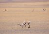 Cina: la Riserva naturale di Changtang ospita oltre 30 specie di animali (1)