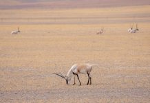 Cina: la Riserva naturale di Changtang ospita oltre 30 specie di animali (1)