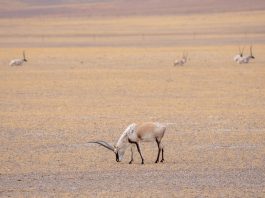 Cina: la Riserva naturale di Changtang ospita oltre 30 specie di animali (1)