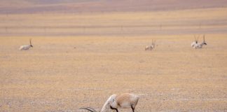 Cina: la Riserva naturale di Changtang ospita oltre 30 specie di animali (1)