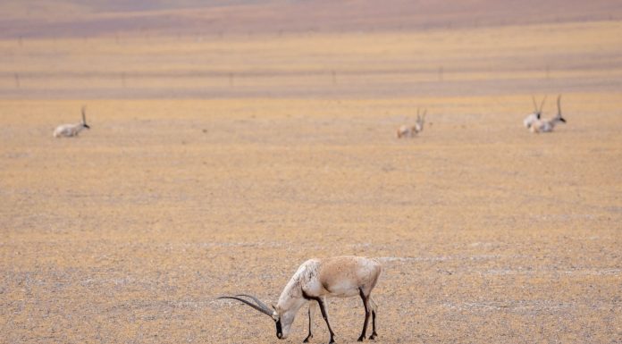 Cina: la Riserva naturale di Changtang ospita oltre 30 specie di animali (1)
