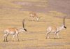 Cina: la Riserva naturale di Changtang ospita oltre 30 specie di animali (2)
