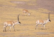 Cina: la Riserva naturale di Changtang ospita oltre 30 specie di animali (2)