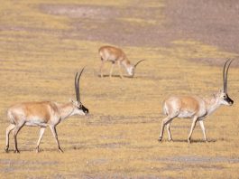 Cina: la Riserva naturale di Changtang ospita oltre 30 specie di animali (2)