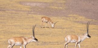 Cina: la Riserva naturale di Changtang ospita oltre 30 specie di animali (2)