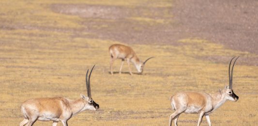 Cina: la Riserva naturale di Changtang ospita oltre 30 specie di animali (2)